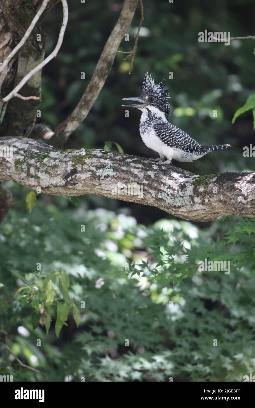 Crested Kingfisher (Megaceryle lugubris lugubris) in Honshu, Japan Stockfoto