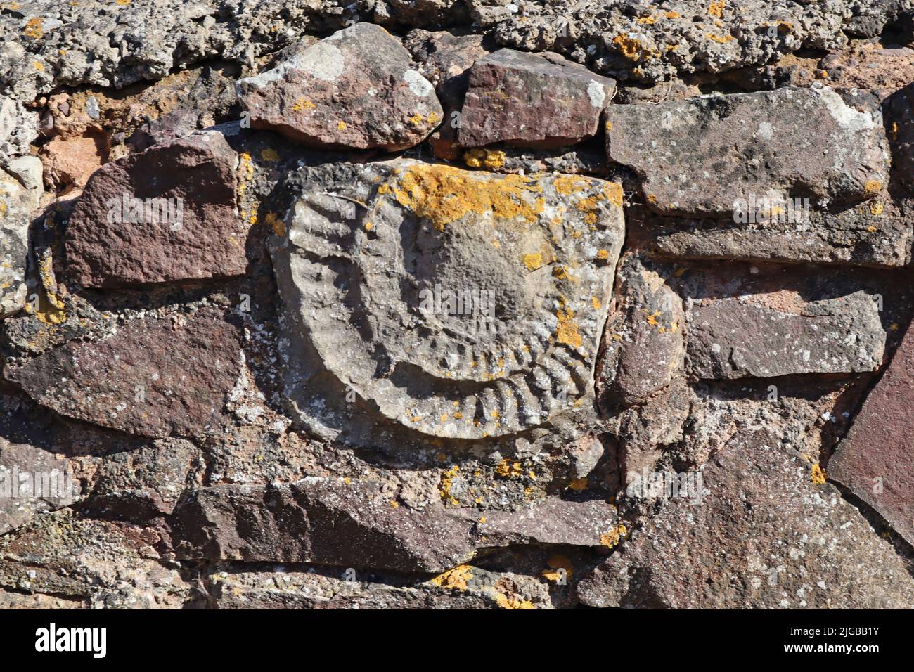 Ein Ammonit, der fest in einem Felsen am Kilve Beach in Somerset, England, fixiert ist. Dieses Gebiet wird von Fossilienjägern stark frequentiert Stockfoto