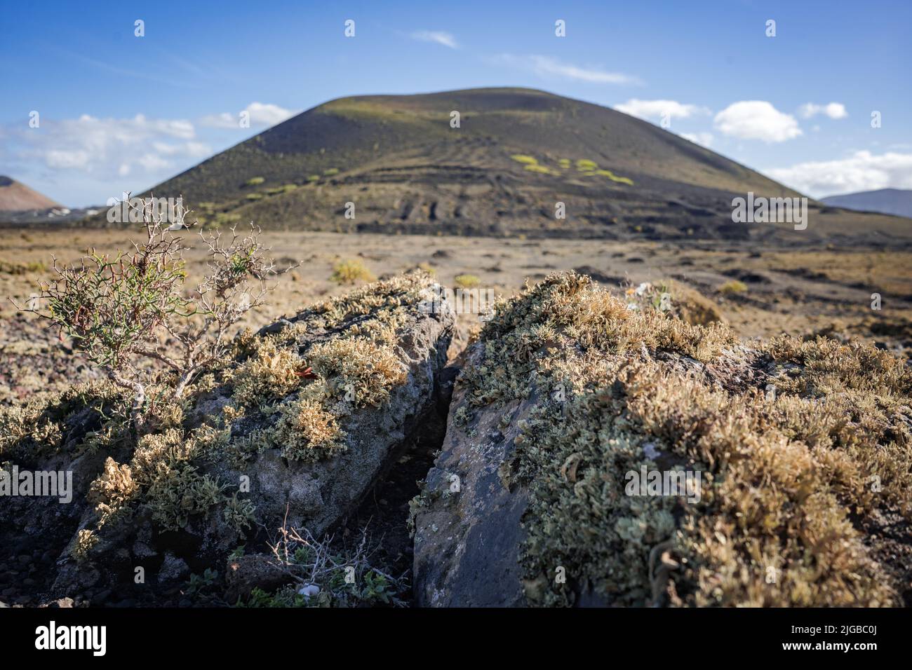 Montaña negra mit Nahaufnahme Vegetation auf Felsen Stockfoto