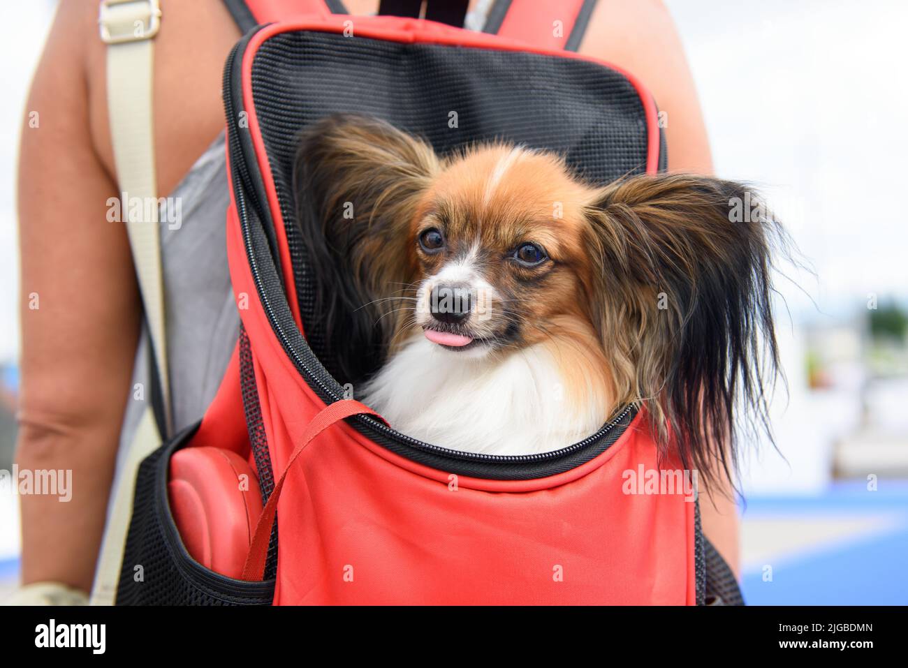 Ein Hund der Papillon-Rasse sitzt in einem roten Rucksack hinter der Herrin und blickt nach vorne und ragt aus seiner Zunge. Hochformat. Nahaufnahme. Stockfoto