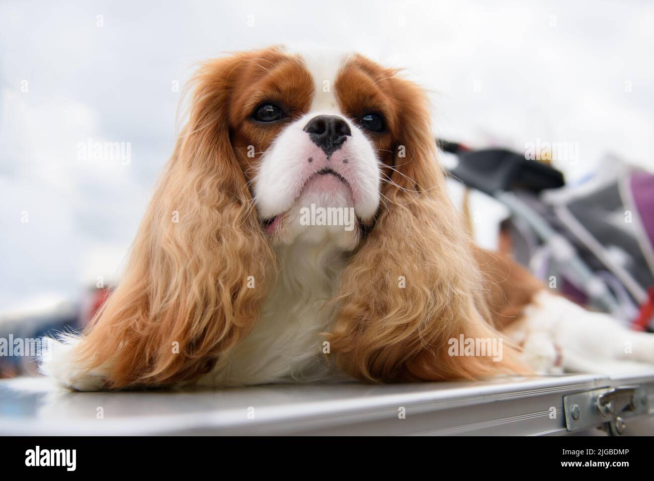 Ein Cavalier King Charles Spaniel Hund liegt auf einer Metallbox, die auf der Straße steht und schaut nach oben. Hochformat. Nahaufnahme. Stockfoto