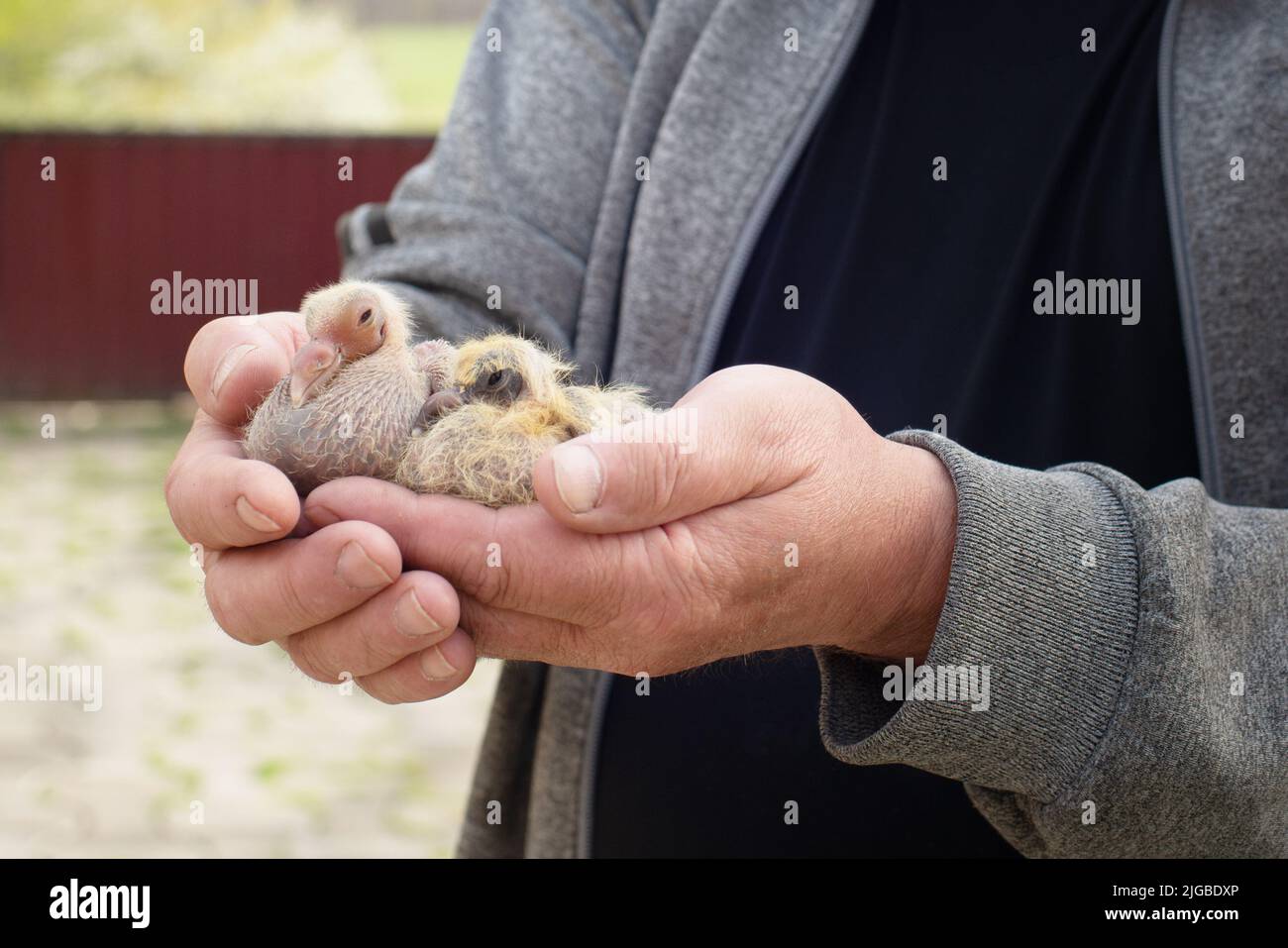 Ein Paar Taubenschnecke in einer schickeren Hand Stockfoto