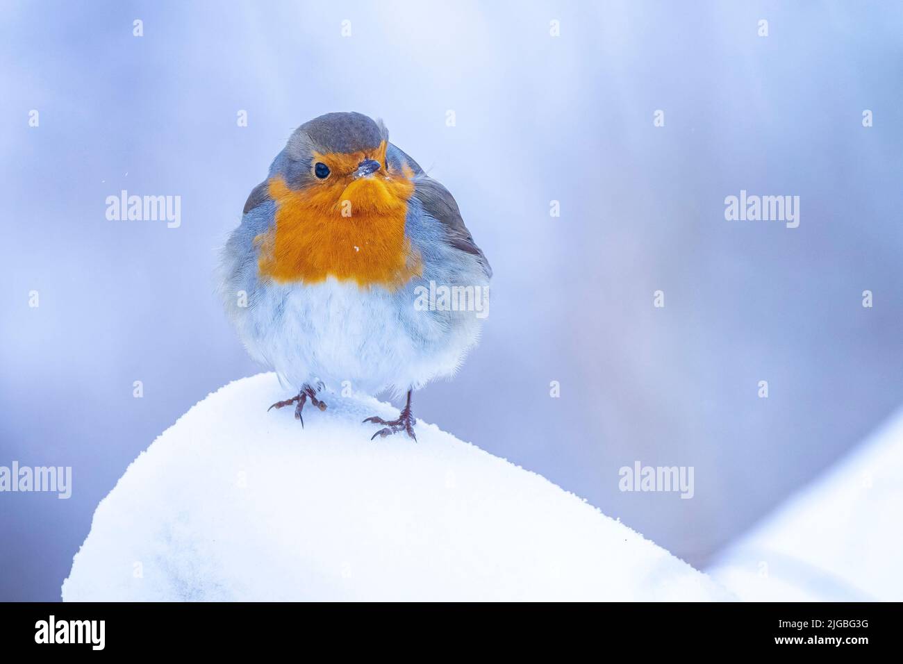 Europäischer Rotkehlchen Erithacus rubecula Futter im Schnee, schöne kalte Winter Einstellung Stockfoto