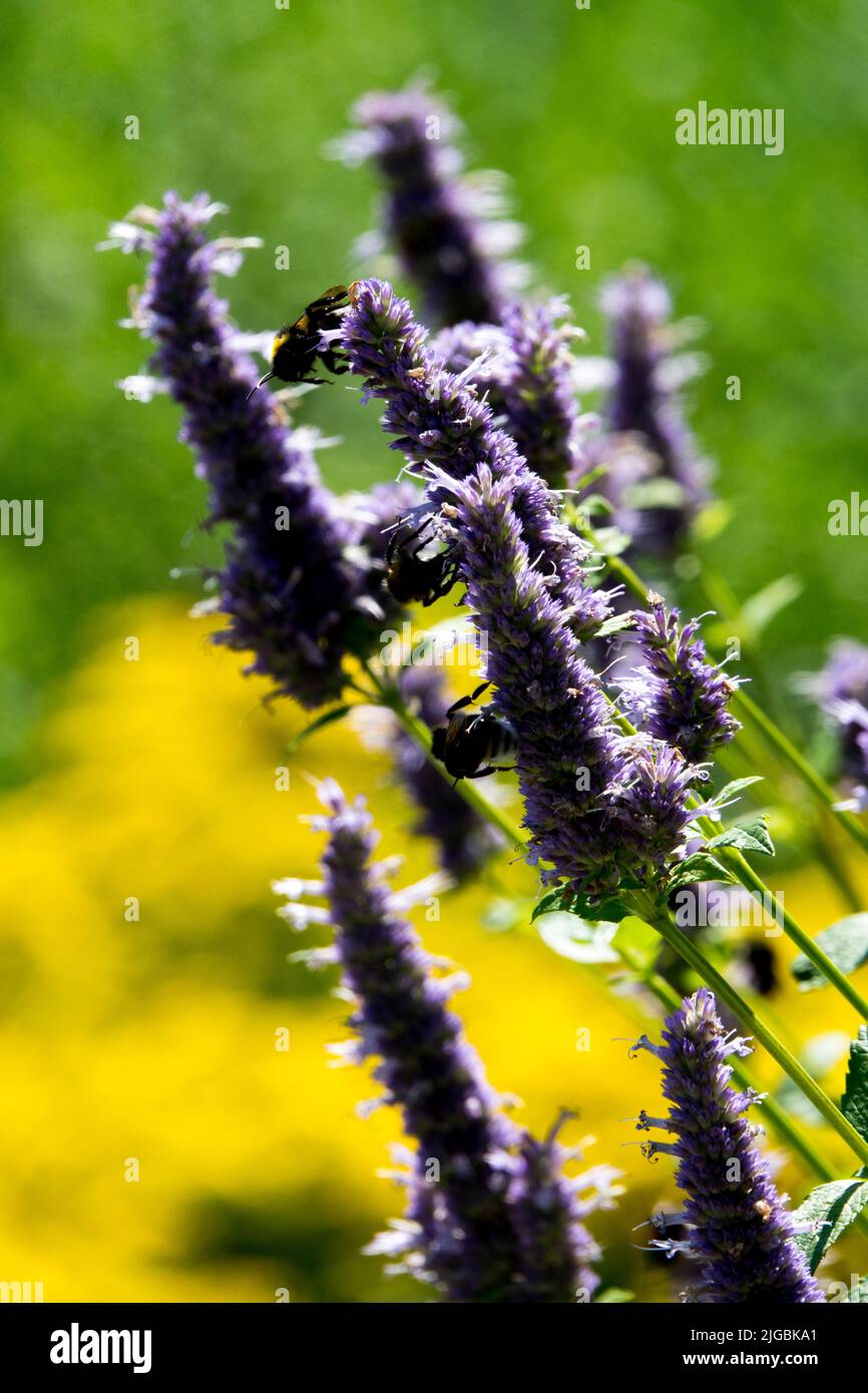 Lavendelhysop, Riesenhysop, Agastache foeniculum, Garten, Blumen, Agastache, Blüht Stockfoto