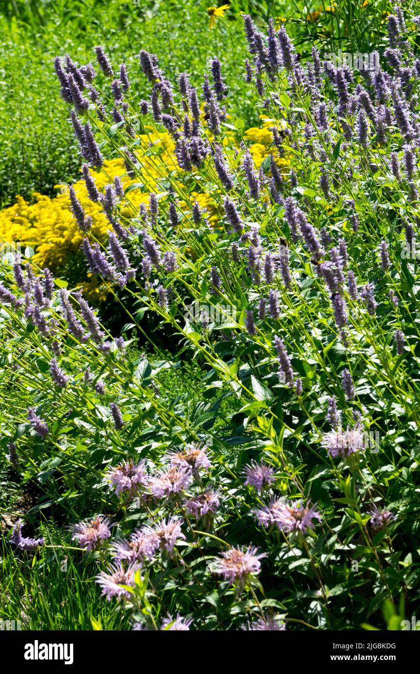Agastache foeniculum Anishysop Blumen im Garten Stockfoto