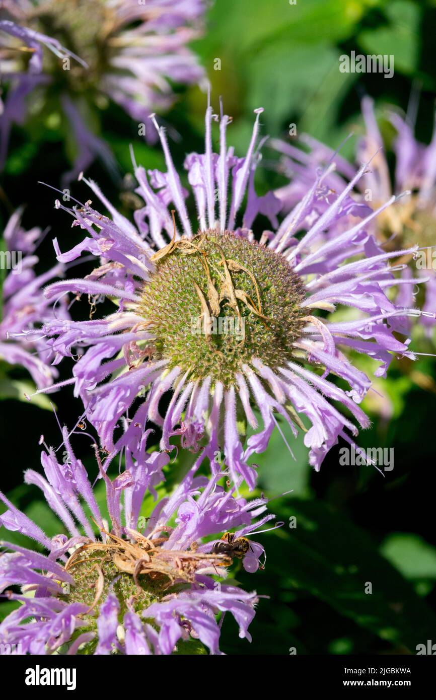 Monarda menthifolia, Blume, Monarda, Bergamotte, Bienenbalsam, Blau, Porträt, Blumenkopf, Pflanze Stockfoto