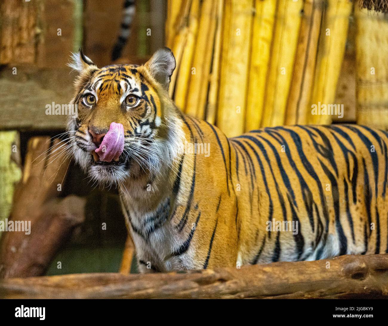 Sumatran-Tiger (Panthera tigris sumatrae), seltene Tiger-Subspezies, die die indonesische Insel Sumatra bewohnt Stockfoto