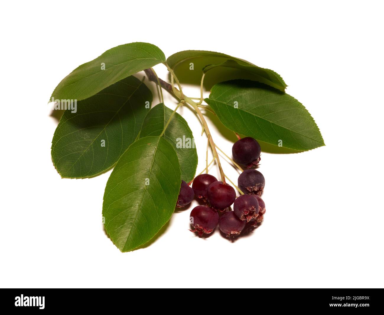 Das vereinzelte Weiß hat verschiedene Namen Service-Beere, Saskatoon-Beere, Shad-Beere, Juni-Beere Detail Stockfoto