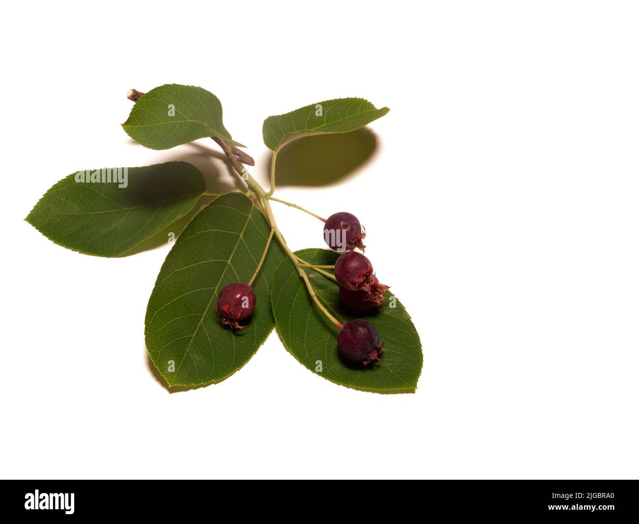Das vereinzelte Weiß hat verschiedene Namen Service-Beere, Saskatoon-Beere, Shad-Beere, Juni-Beere Detail Stockfoto