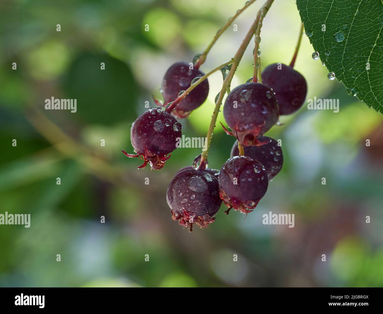 Die Reifung unterschiedlich genannt Service-Beere, Saskatoon-Beere, Shad-Beere, Juni-Beere Detail in einem Baum und Busch Stockfoto