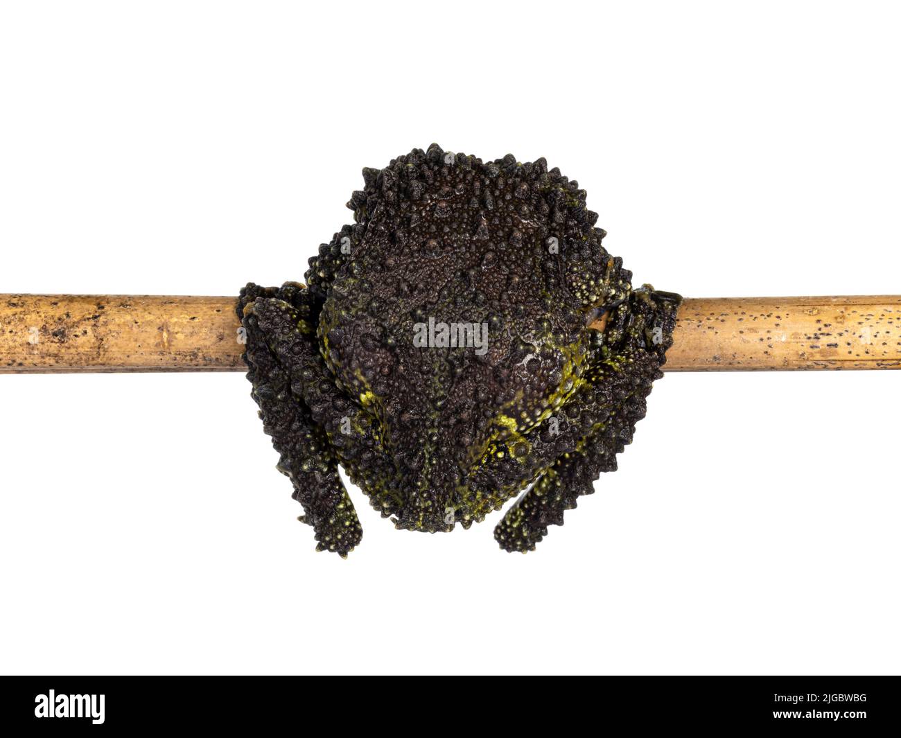 Moosiger Frosch alias Theloderma corticale, der auf einem Holzstab hängt und den Rücken zeigt. Isoliert auf weißem Hintergrund. Stockfoto