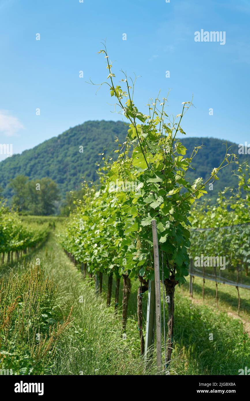 Traditioneller Weinbau in der Nähe des Dorfes Dürnstein in der Wachau in Österreich Stockfoto