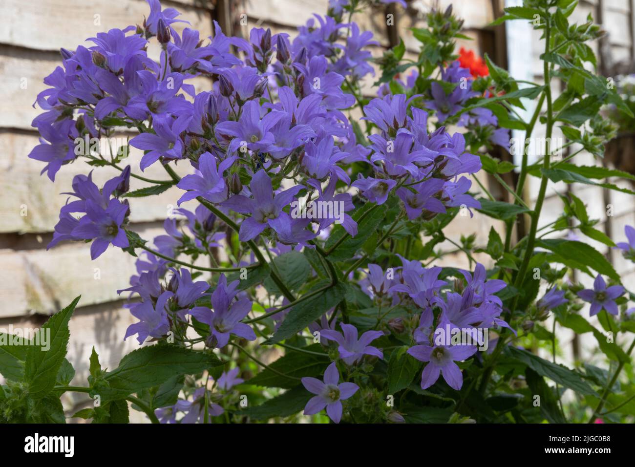 Campanula lactiflora oder milchige Glockenblume, wie sie bekannt ist, eine aufrechte Staude mit konischen Rispen, die vom Sommer bis zum Frühherbst blühen Stockfoto