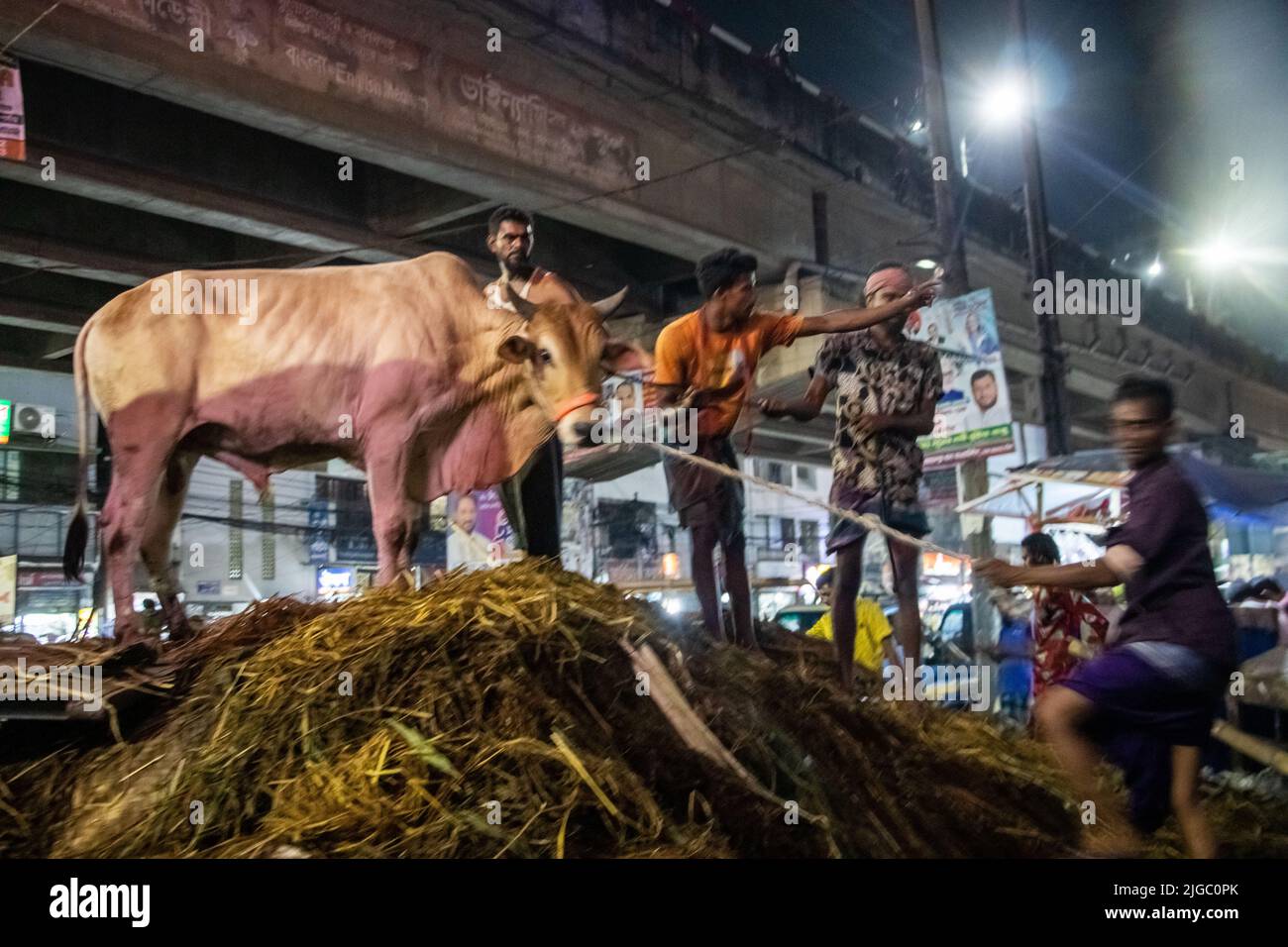 Anbieter, die Kühe auf dem Markt für EID-UL-ADHA verkaufen. EID-UL-ADHA ist 2. das größte Fest für Muslime. Bei diesem Fest opfern die Menschen Kühe und Ziegen. Stockfoto