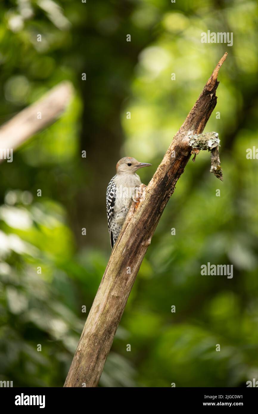 Ein junger Rotbauchspecht klammert sich an einen verfaulten Apfelbaum. Stockfoto