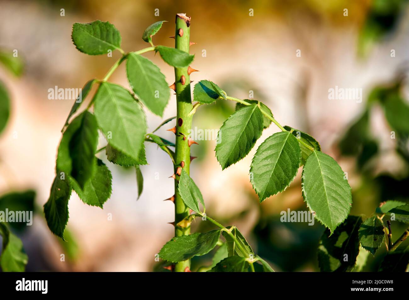 Nahaufnahme des Astes einer Rose, deren Blume beschnitten wurde, aber wir können ihre Blätter und Dornen im Detail sehen Stockfoto