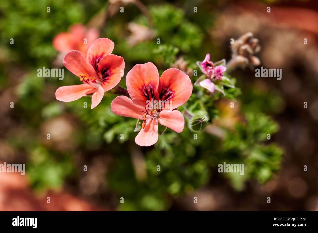 Nahaufnahme einer Geranienblüte der Gattung Pelargonium mit Blütenblättern von hellrötlicher Farbe und detaillierten Staubgefäßen und Stempeln Stockfoto