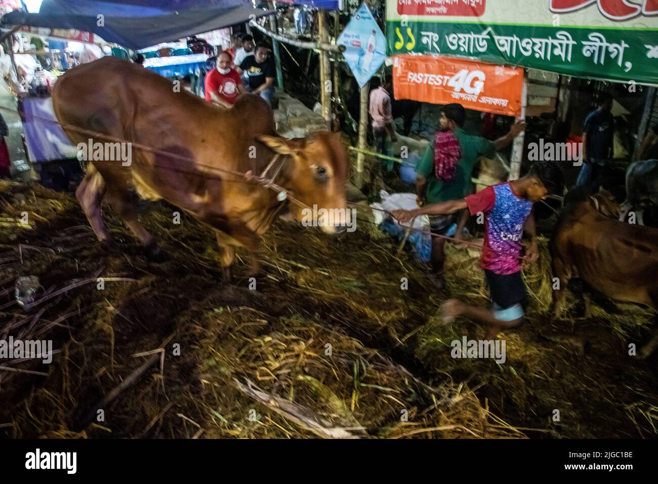 Anbieter, die Kühe auf dem Markt für EID-UL-ADHA verkaufen. EID-UL-ADHA ist 2. das größte Fest für Muslime. Bei diesem Fest opfern die Menschen Kühe und Ziegen. Stockfoto