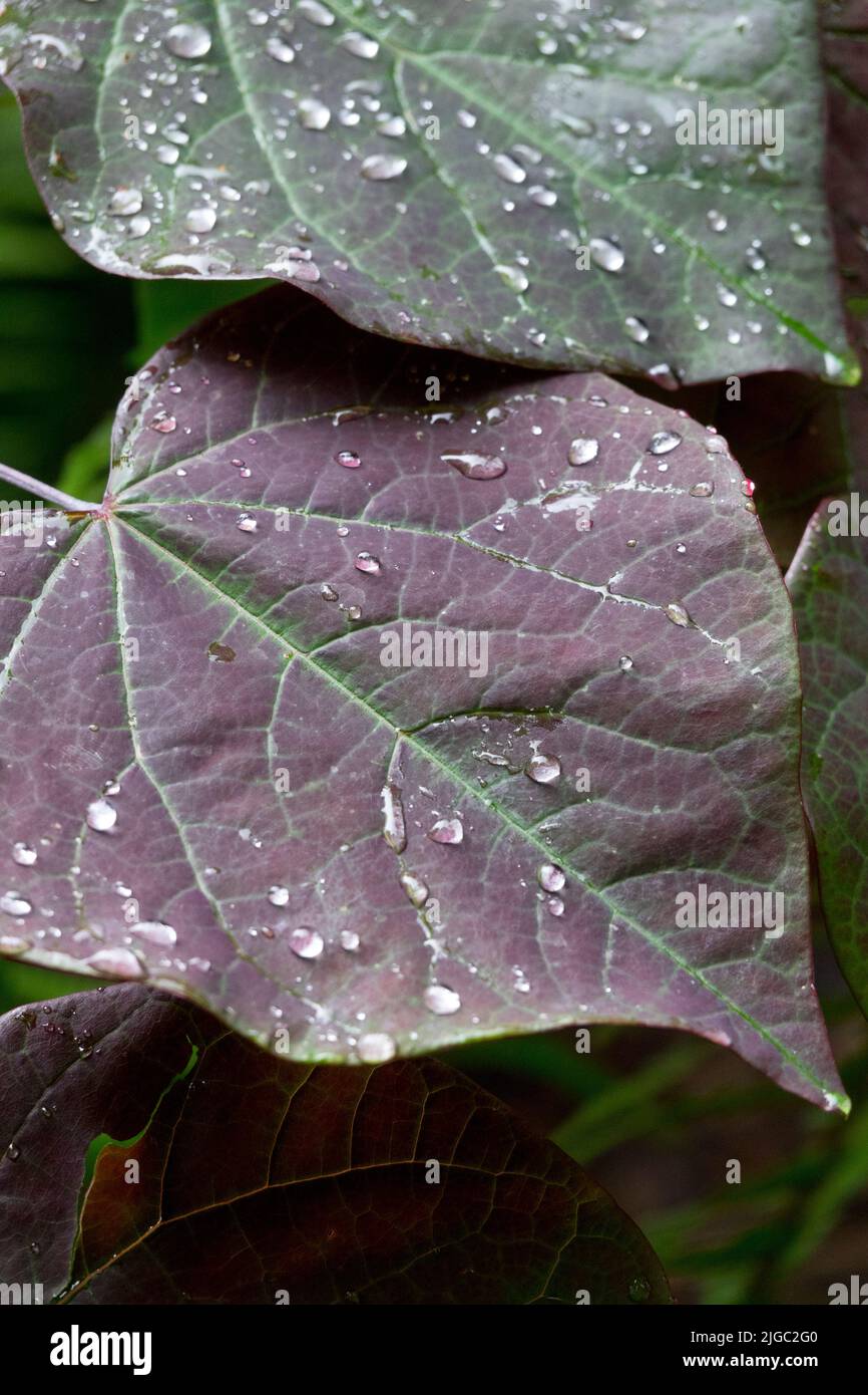 Wassertropfen auf Blättern, Cercis 'Forest Pansy', groß, Blatt, Redbud Stockfoto