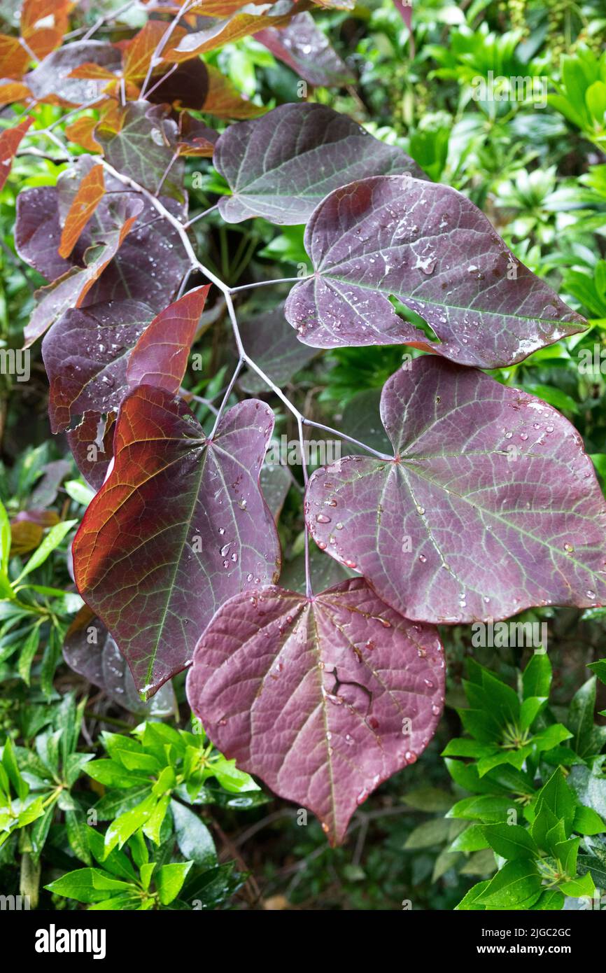 Breite Blätter Cercis 'Forest Pansy' auf einem Ast, dunkelviolette Blätter, Rotbudenbaumblätter Stockfoto