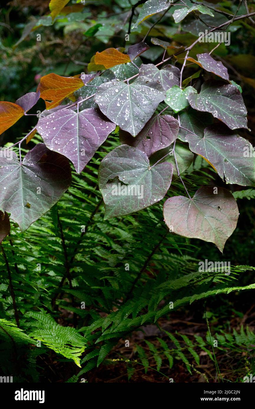 Schattiger Garten, Breite Blätter, Cercis 'Forest Pansy' Tree Redbud, Lila, Laub, Pflanze Stockfoto