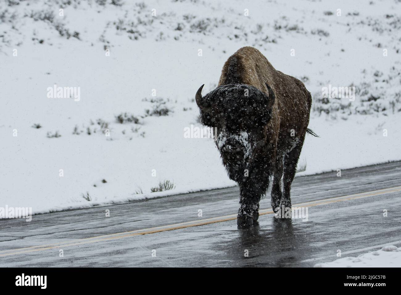 Bison zu Fuß auf der Straße in Yellowstone Stockfoto