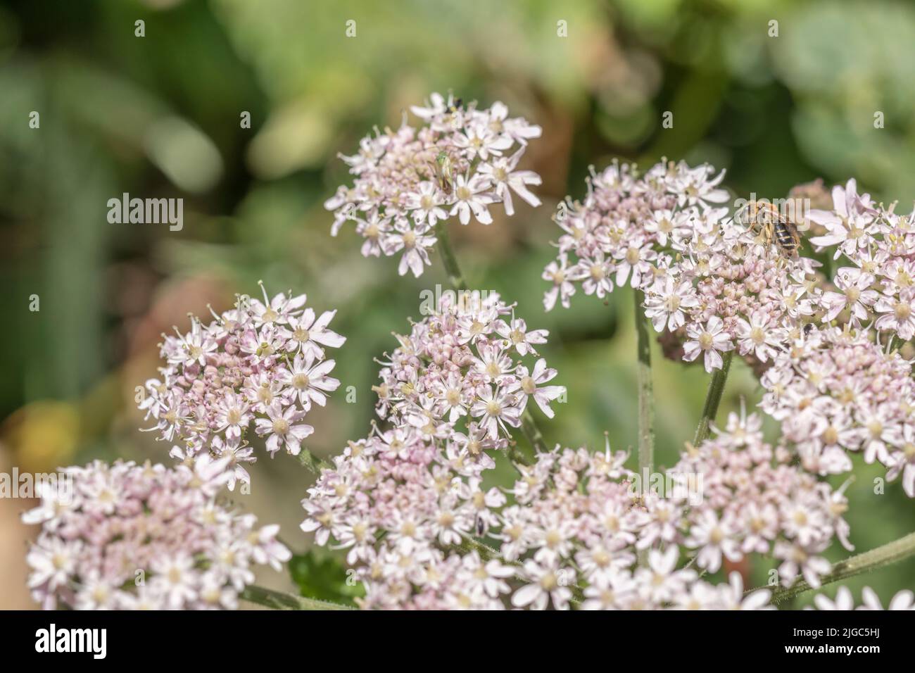 Blütenköpfe der Umbellifer bekannt als Hogweed / Cow Parsnip / Heracleum sphondylium gewöhnlicher unkrautkrautkrautkrautkrautkrautkrautkrautkrautblüte, deren saft die Haut im Sonnenlicht blasen Stockfoto