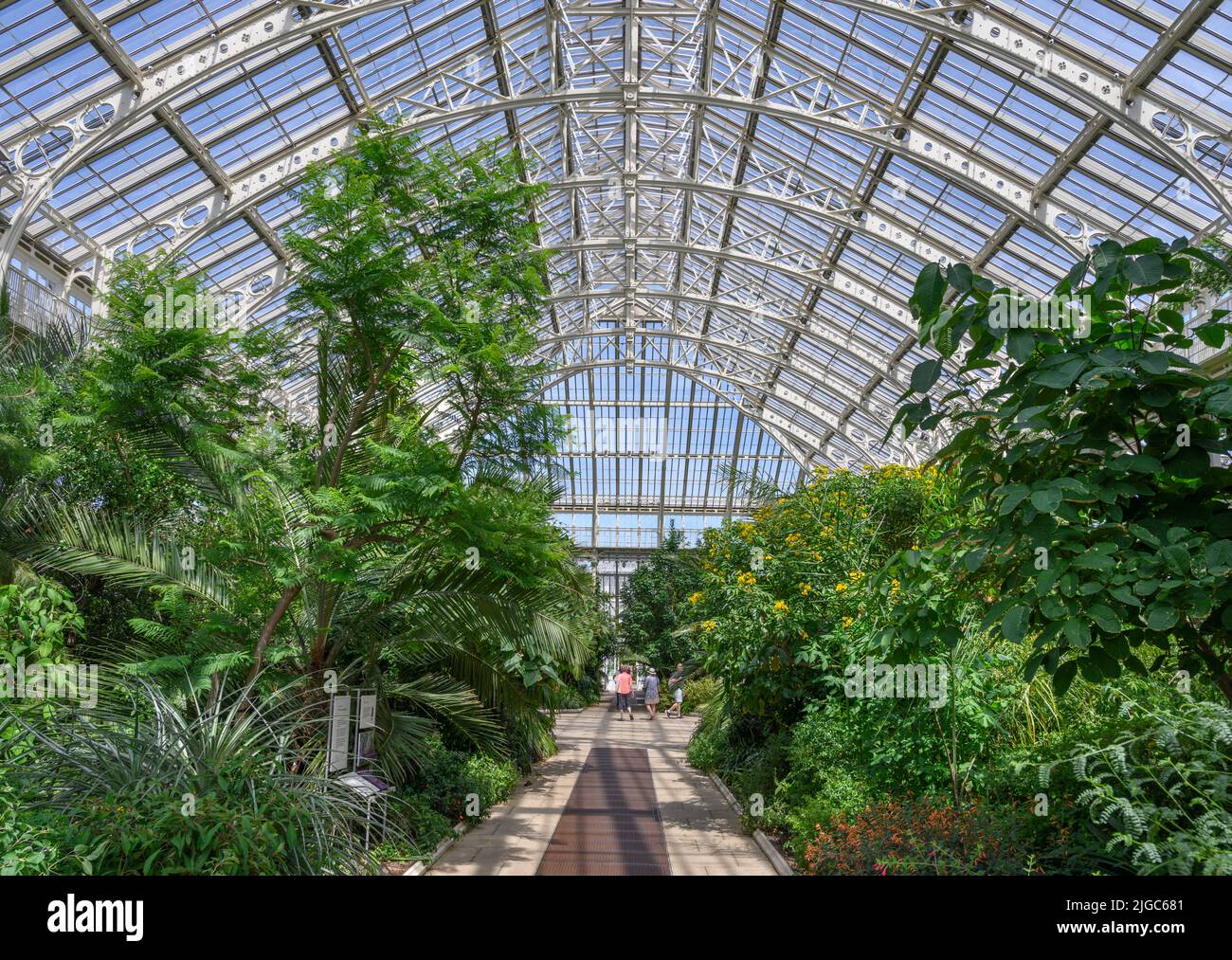 Interieur des gemäßigten Hauses, Kew Gardens, Richmond, London, England, VEREINIGTES KÖNIGREICH Stockfoto