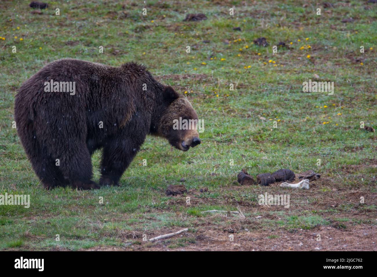 Ein Grizzlybär im Yellowstone National Park Stockfoto