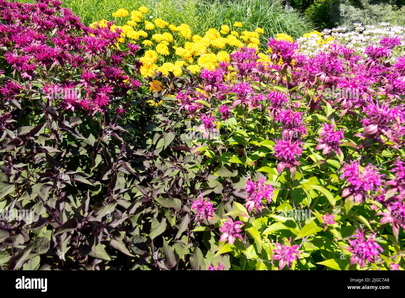 Lila gelben Blumen Garten Stockfoto