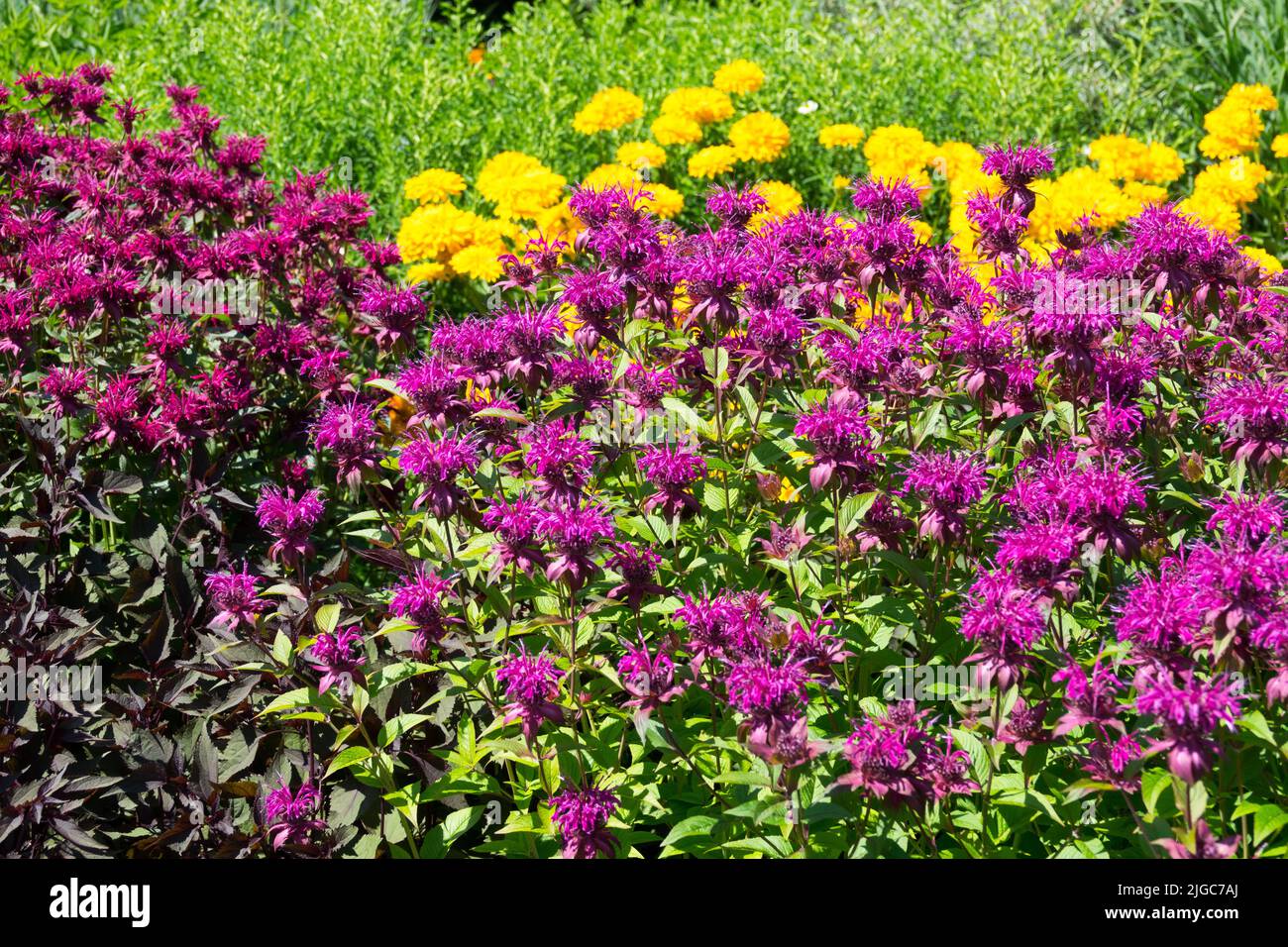 Bunte krautige Blume Grenze Monardas, Falsche Sonnenblume Stockfoto