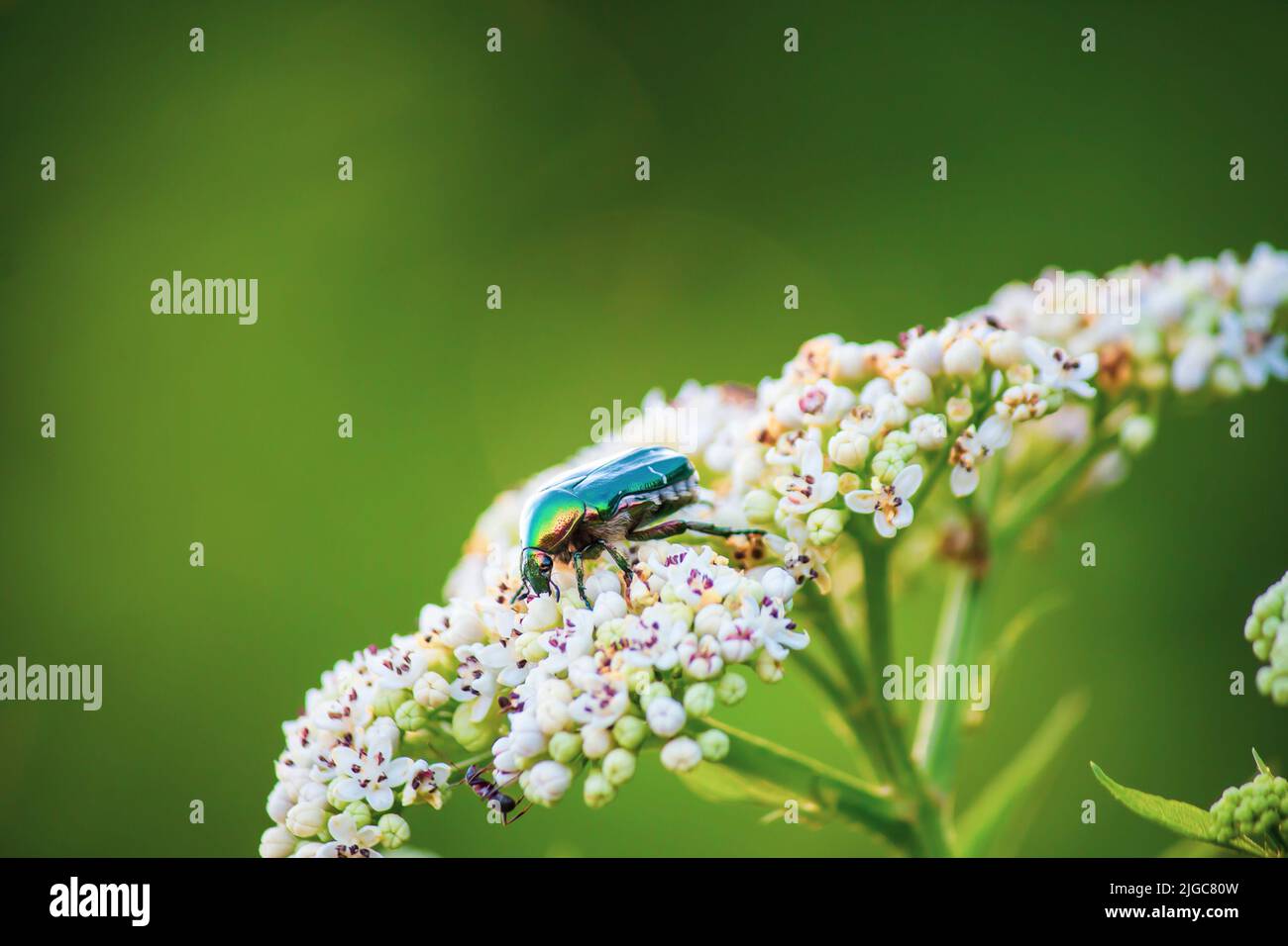 Cetonia aurat Bug in der Natur Stockfoto