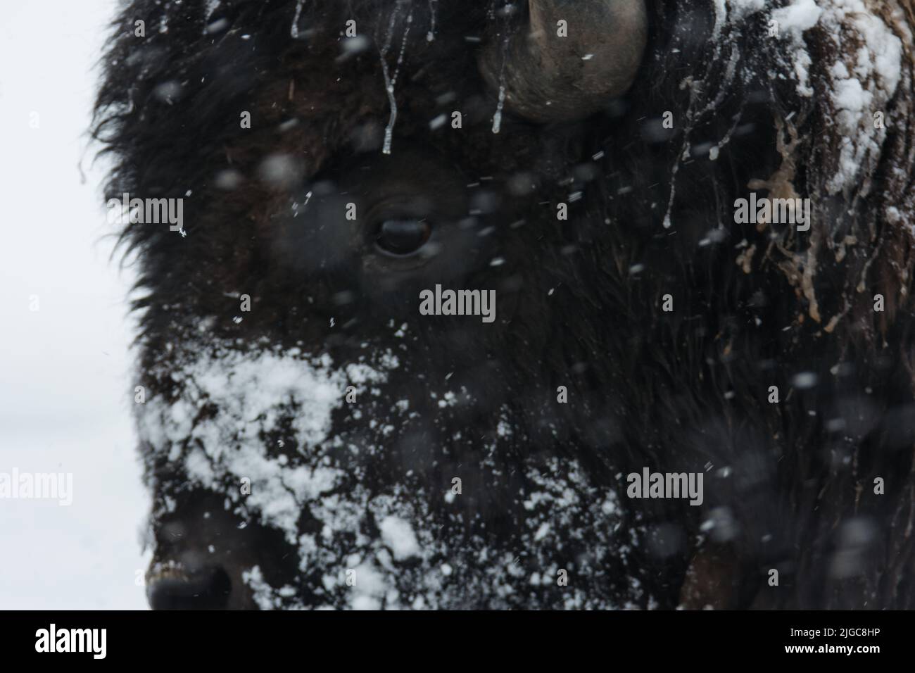 Eine Nahaufnahme eines Bisons im Schnee Stockfoto