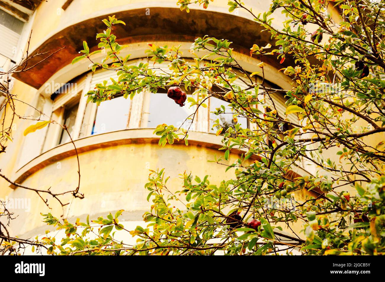 Tel Aviv, Israel. Typisches Haus im Bauhaus-Stil und Granatapfelbaum mit reifen Früchten. Stockfoto