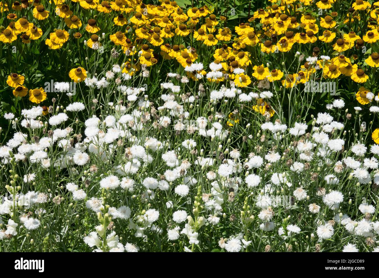 Weißgelber Garten, Pflanzen, Centaurea „Snow man“, Helenium „El Dorado“, Centaurea, Helenium, Sommerblütenrand Stockfoto