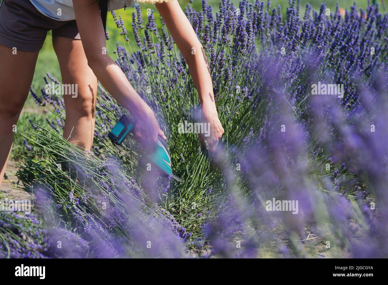 Femalarbeiterin schneidet Lavendelblüten mit Elektroscheren zur Ernte Stockfoto