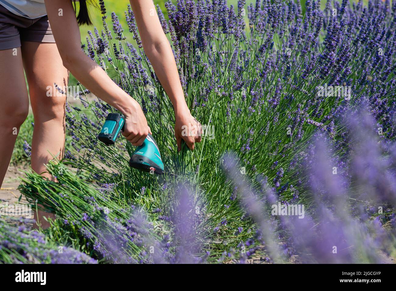 Femalarbeiterin schneidet Lavendelblüten mit Elektroscheren zur Ernte Stockfoto