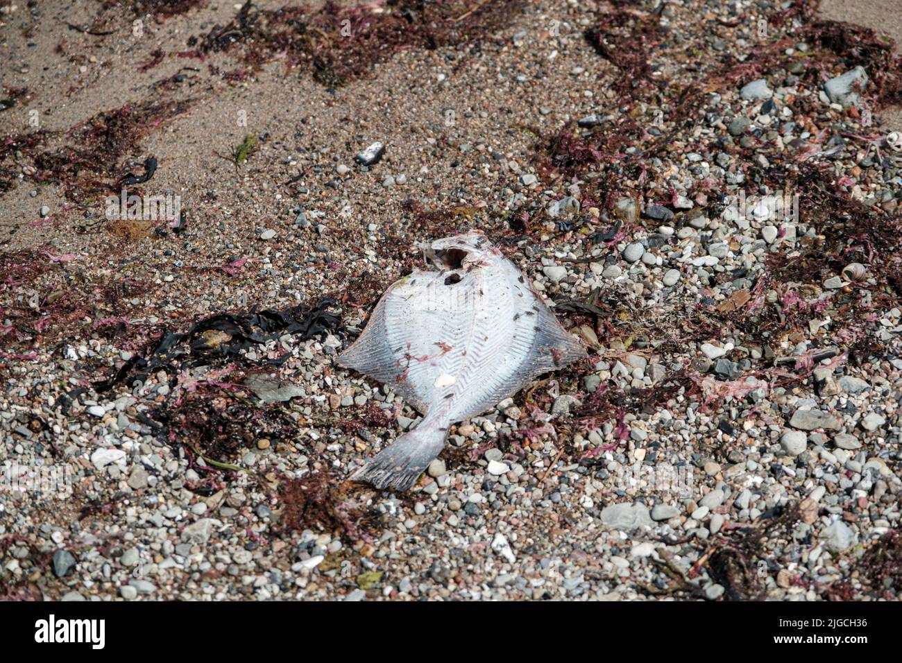 Am Strand von Heiligenhafen liegen tote Fische Stockfoto