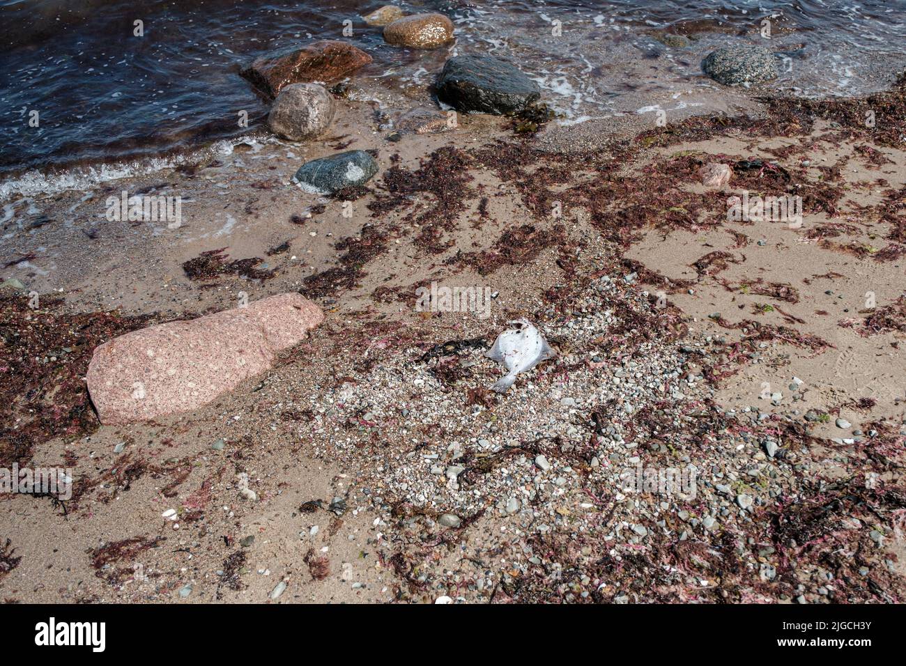 Am Strand von Heiligenhafen liegen tote Fische Stockfoto
