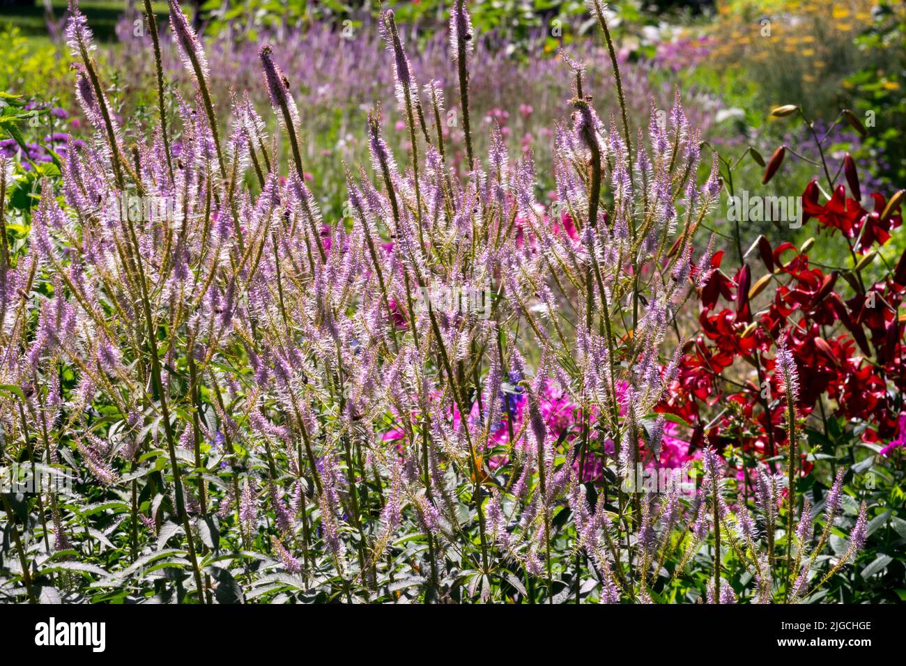 Veronicastrum virginicum 'Anbetung', Mehrjährige Sommergartenpflanzen, Lilium, Veronicastrum, hohe Gartenpflanzen Juli Stockfoto