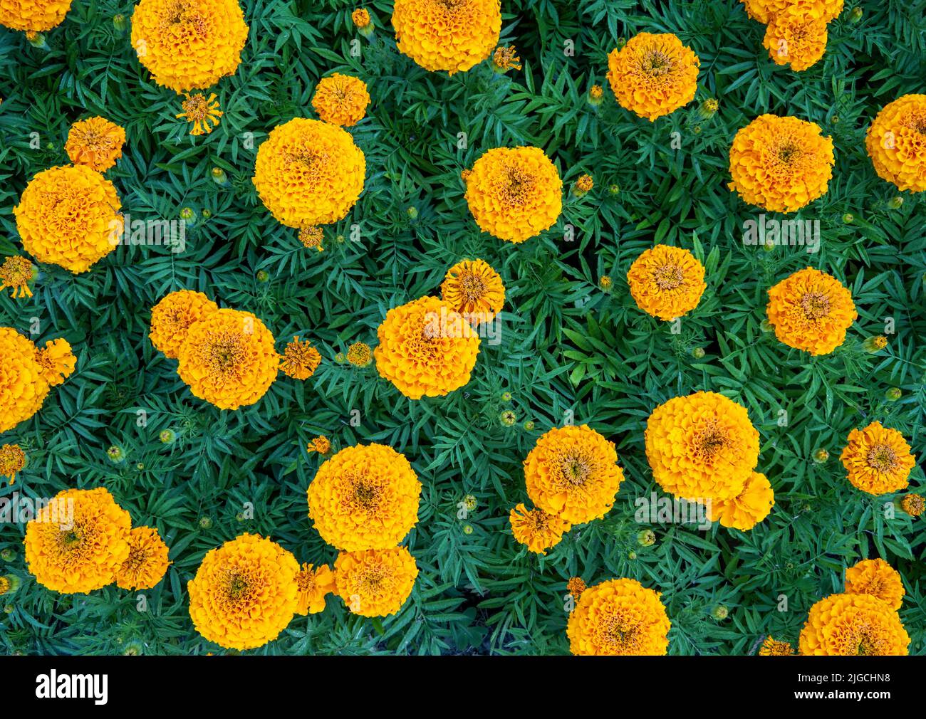 Große Blüten von Ringelblumen in Gartenblumenbeet massiert. Stockfoto