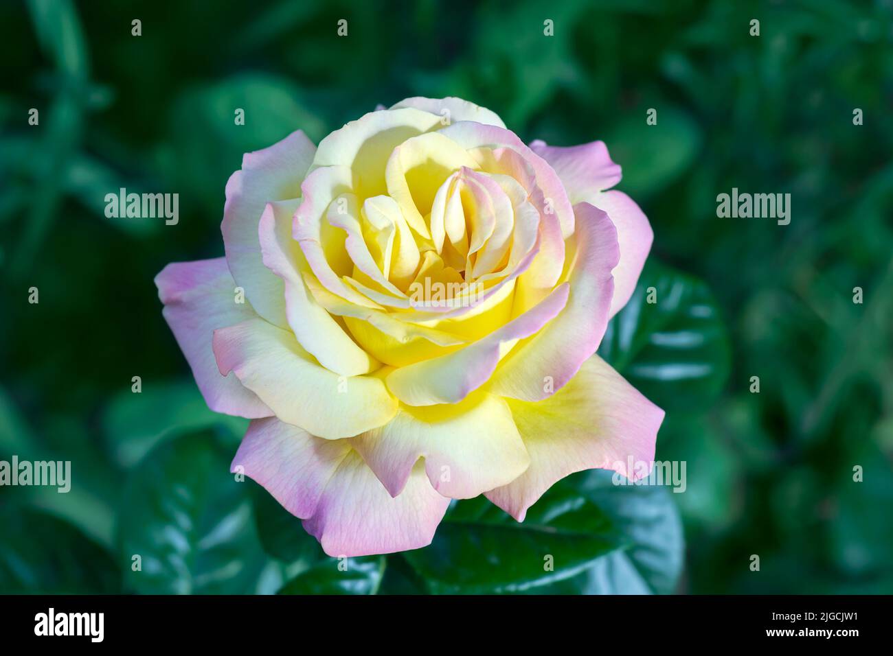 Eine schöne, zweifarbige gelb-rosa Rose auf einem Hintergrund von grünen, unfokussierten Blättern. Selektiver Fokus Stockfoto