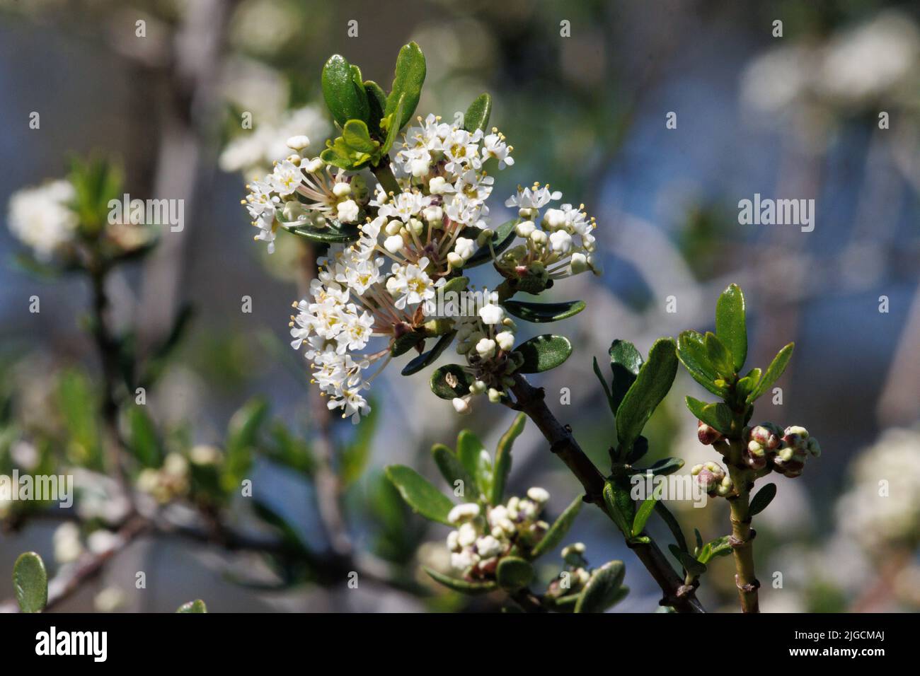 Weiß blühende Cymose-Doldenblüten von Ceanothus Cuneatus, Rhamnaceae, einheimischer immergrüner Strauch in den Santa Monica Mountains, Winter. Stockfoto