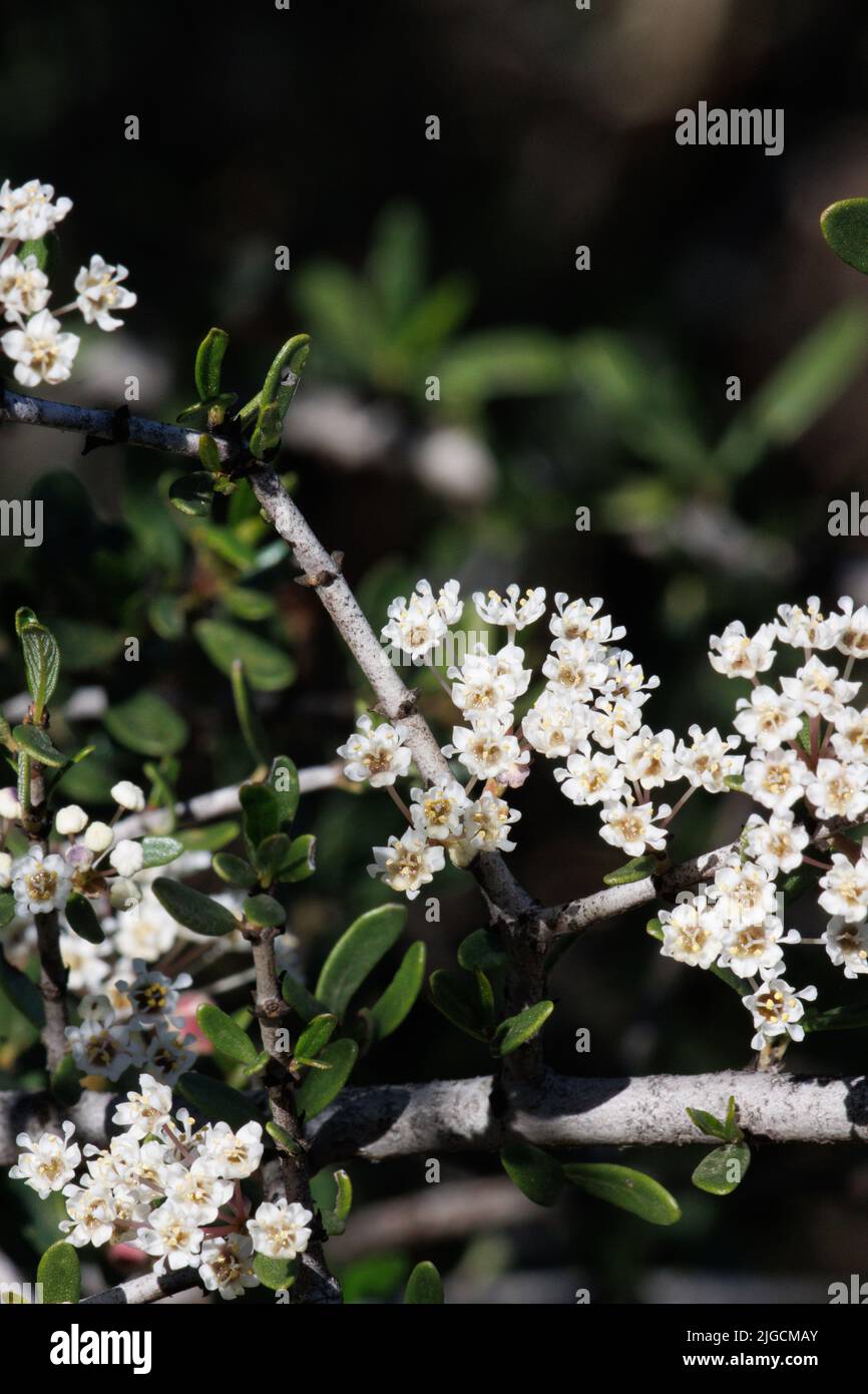 Weiß blühende Cymose-Doldenblüten von Ceanothus Cuneatus, Rhamnaceae, einheimischer immergrüner Strauch in den Santa Monica Mountains, Winter. Stockfoto