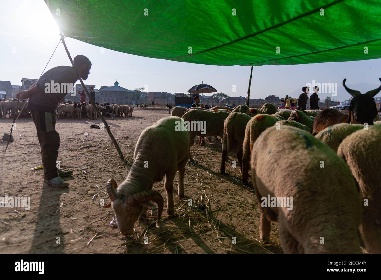 Srinagar, Indien. 09.. Juli 2022. Schafe zum Verkauf auf einem Viehmarkt vor dem Eid-ul-Adha-Festival gesehen. Muslime auf der ganzen Welt feiern Eid al-Adha oder das Fest des Opfers, indem sie Tiere opfern, um des Glaubens des Propheten Ibrahim an die Bereitschaft, seinen Sohn zu opfern, zu gedenken. Kredit: SOPA Images Limited/Alamy Live Nachrichten Stockfoto