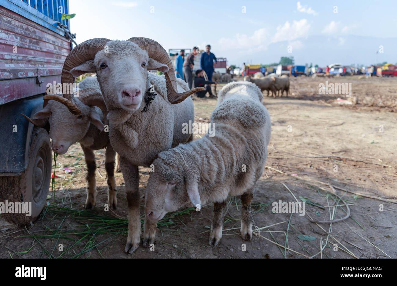 Srinagar, Indien. 09.. Juli 2022. Schafe zum Verkauf auf einem Viehmarkt vor dem Eid-ul-Adha-Festival gesehen. Muslime auf der ganzen Welt feiern Eid al-Adha oder das Fest des Opfers, indem sie Tiere opfern, um des Glaubens des Propheten Ibrahim an die Bereitschaft, seinen Sohn zu opfern, zu gedenken. (Foto von Idrees Abbas/SOPA Images/Sipa USA) Quelle: SIPA USA/Alamy Live News Stockfoto