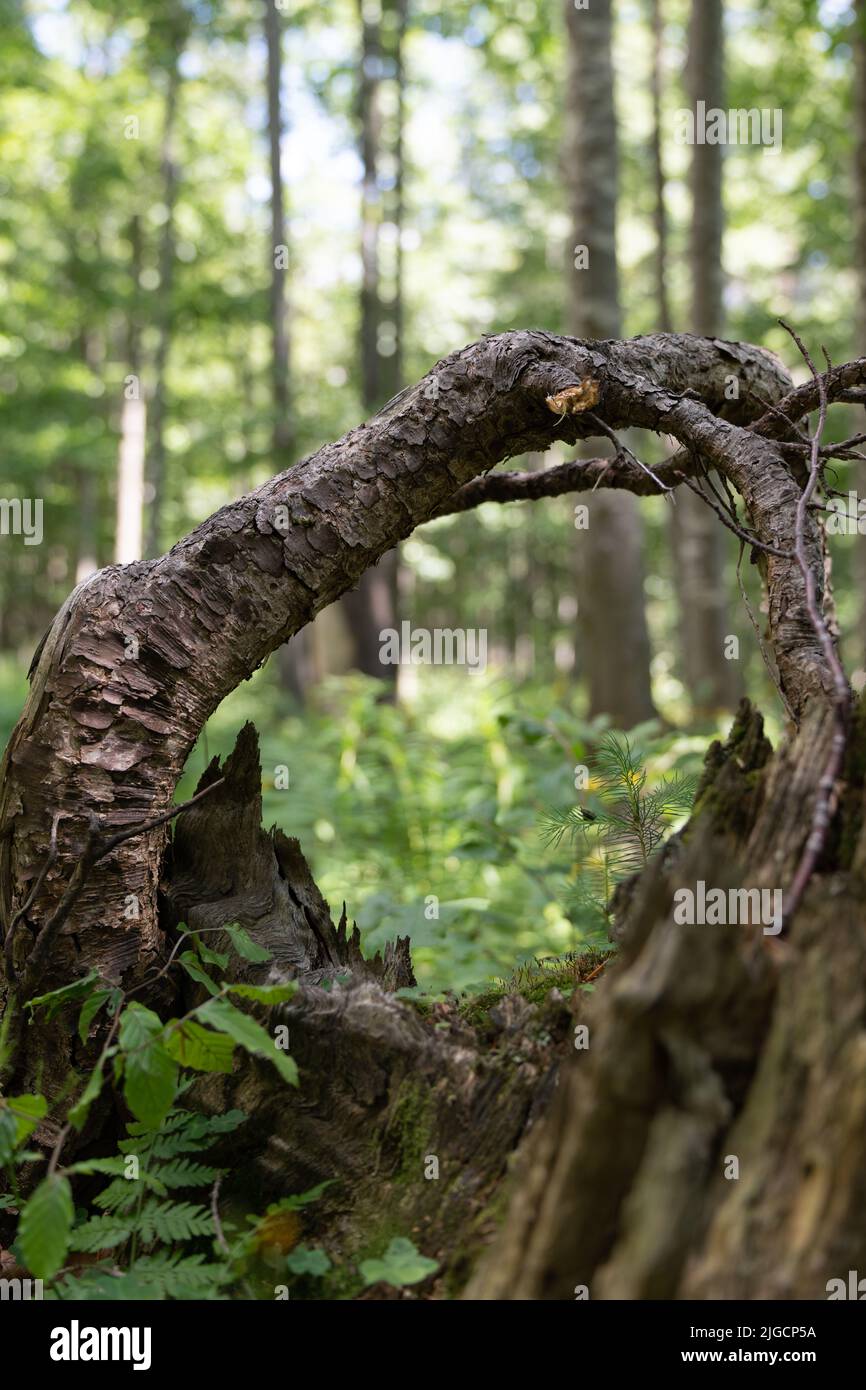 Nahaufnahme eines gebogenen Baumstamms mit verschwommenem Waldhintergrund Stockfoto