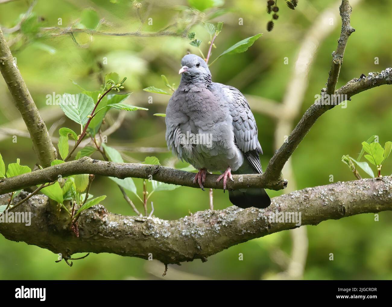 Auf einem Baum in Hampstead Heath thronend thront die Taube (Columba palumbus) Stockfoto