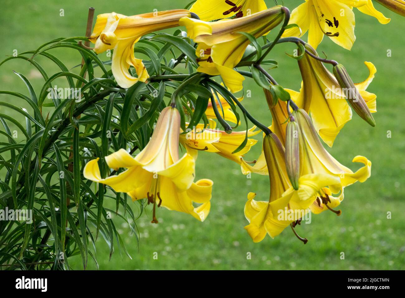 Wunderschöne Lilium, Röhrenblumen, Lilium 'Golden Splendor', Trompetenlilie, Gelbe Lilien im Garten atemberaubende Blumen Stockfoto
