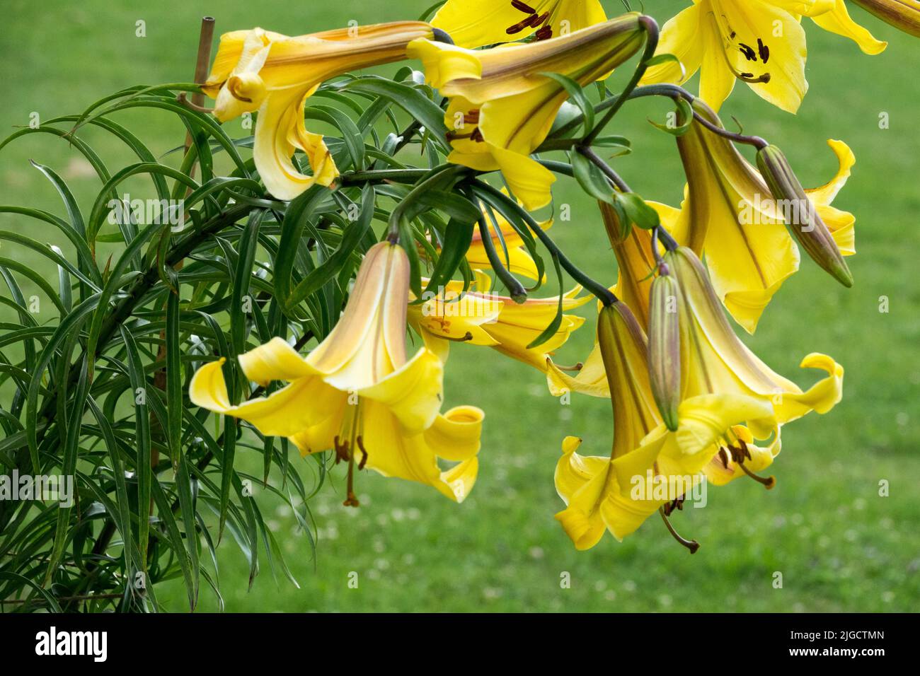 Wunderschönes Lilium, Röhrenblumen, Lilium „Golden Splendour“, Trompetenlilie, Gelbe Lilien im Garten atemberaubende Blumen, wunderschöner Kultivar Stockfoto